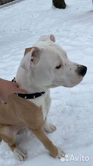 Щенки стафа