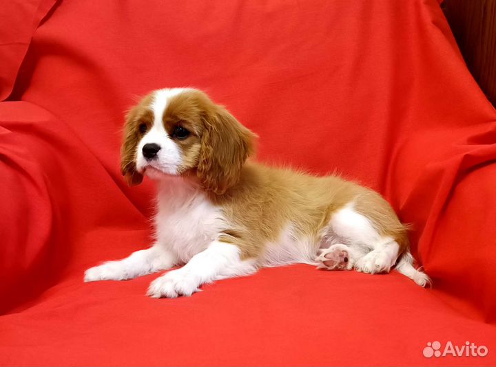 Кавалер Кинг Чарльз спаниель девочка