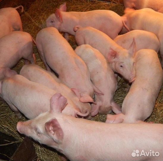 Поросята
