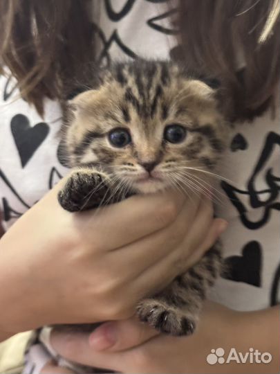 Шотландская вислоухая