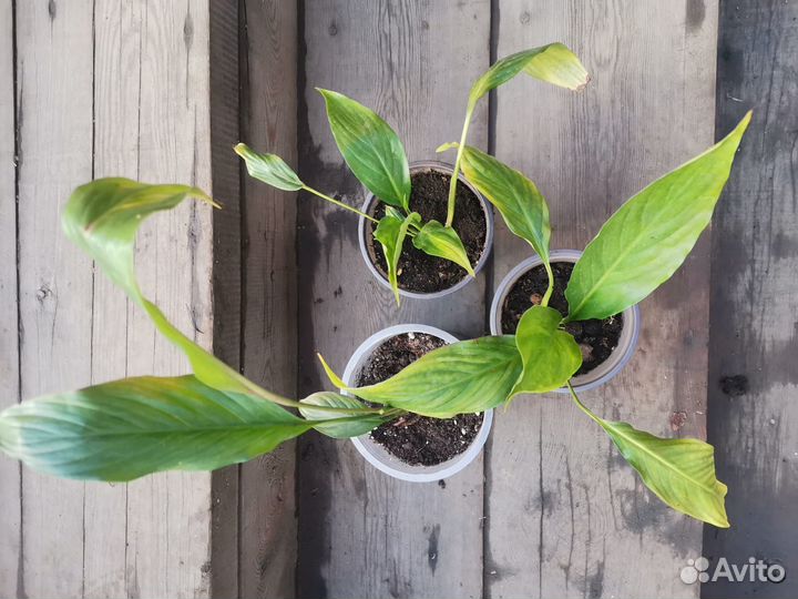 Спатифиллум