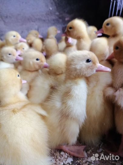 Продажа домашней птицы