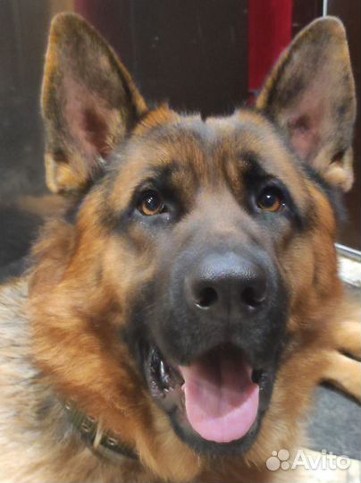 Кобель немецкой овчарки 2 года. Вязка