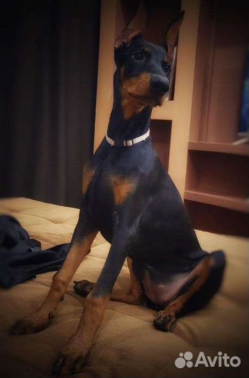 Щенки Добермана