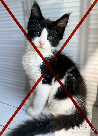 Котята мейн-кун