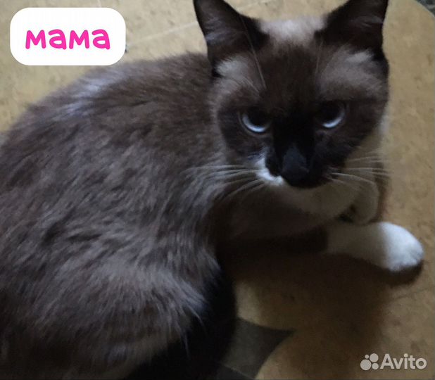 Невская маскарадная