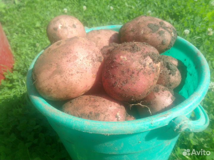 Продам картофель