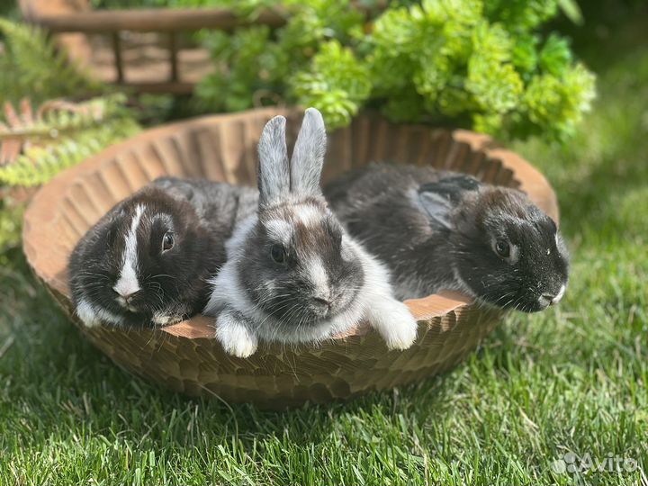 Кролик декоративный мини