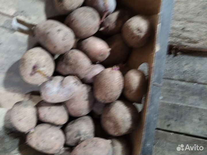 Семенной картофель