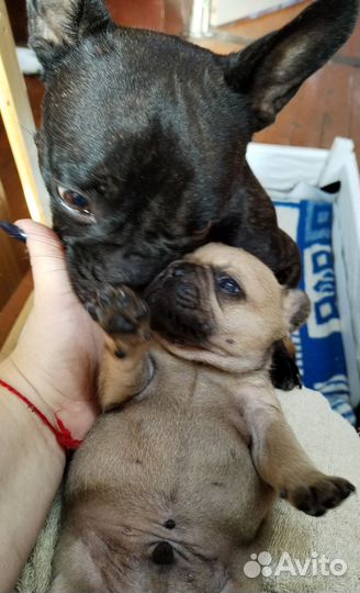 Щеночки Французики, пухлые булочки