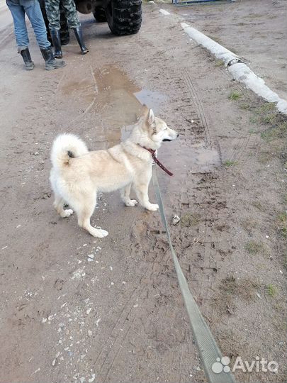 Щенки зсл