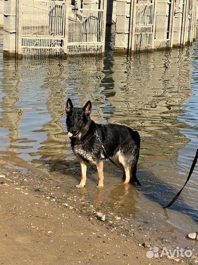 В добрые руки