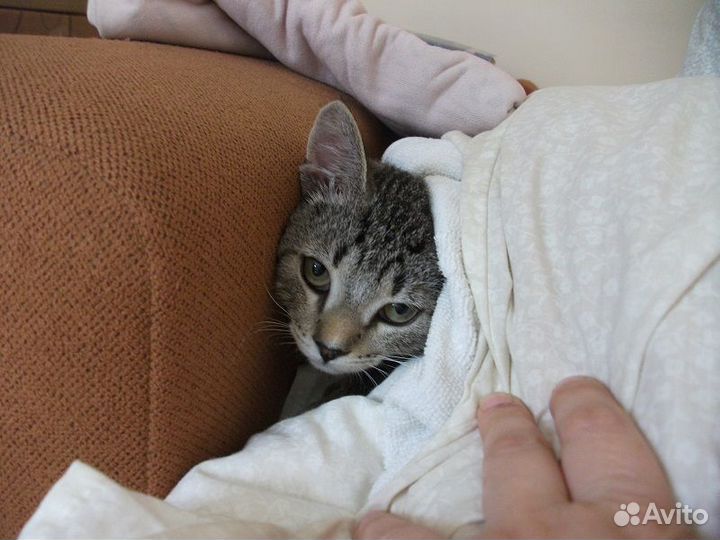 Котенок в добрые руки