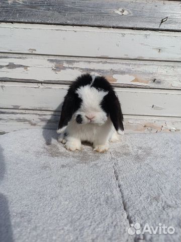 Минилоп шоколадный самец