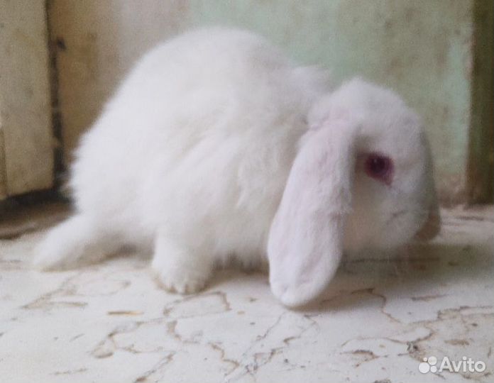 Карликовый вислоухий кролик
