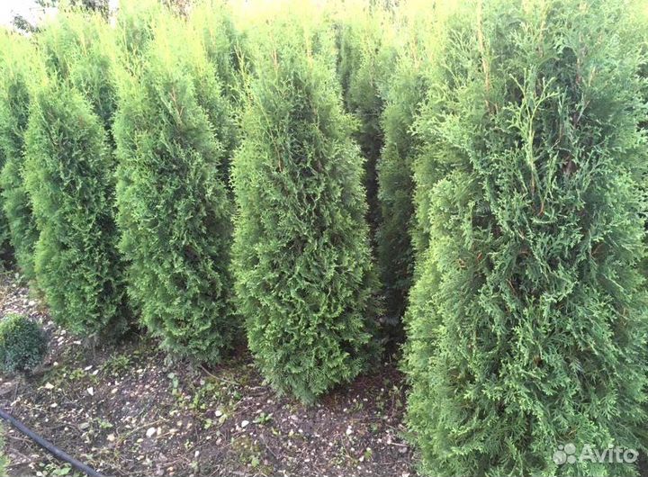 Туя Брабант