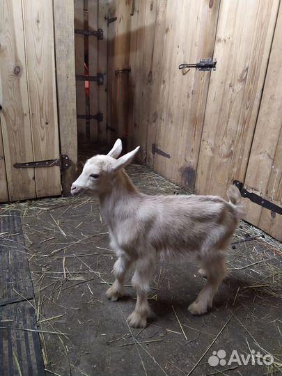 Экспериментальные козлята