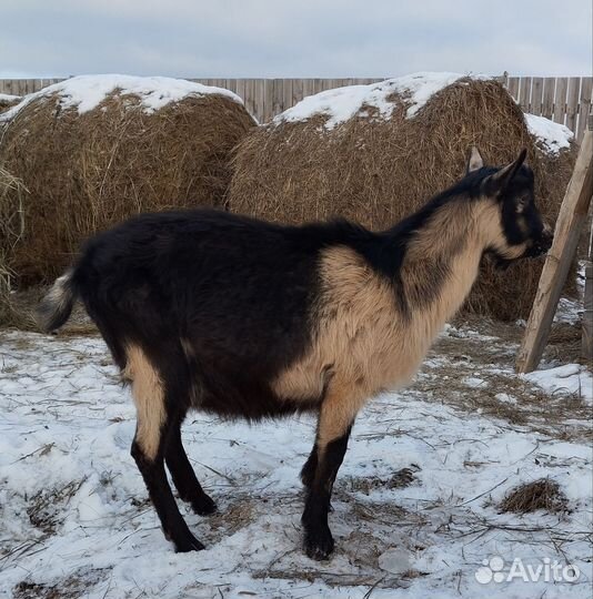 Альпийские козлята, козёл продажа, обмен