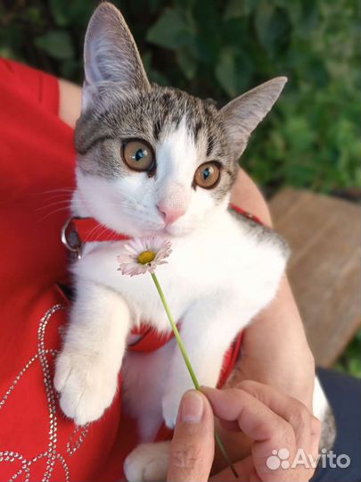 Котенок