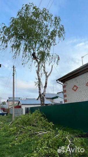 Спил деревьев / расчистка участка
