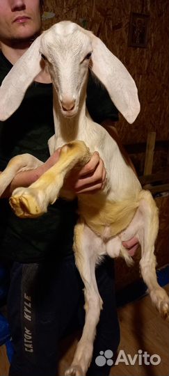 Козлики камори-нуб