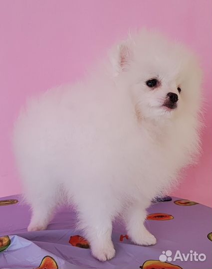 Немецкий шпиц