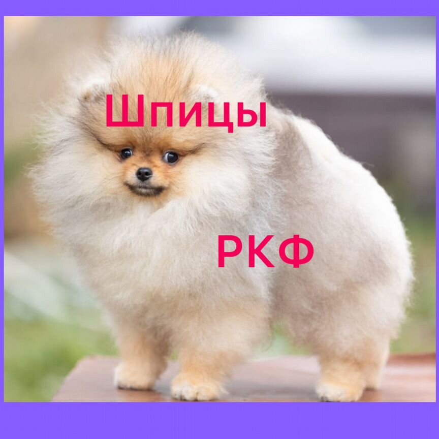 Щенки шпица. РКФ