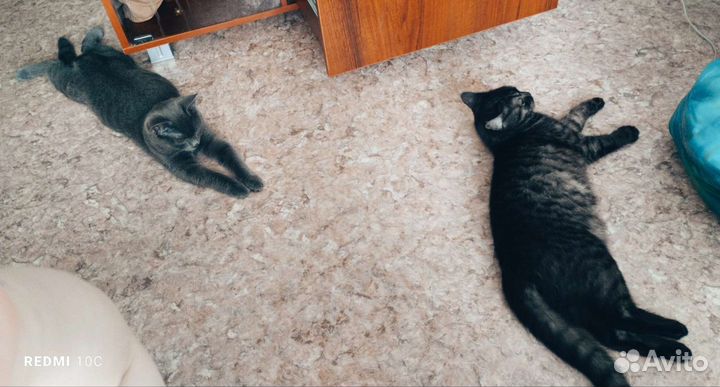 Кошка в дар бесплатно