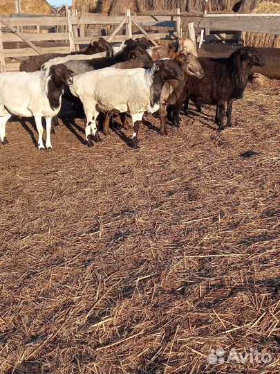 Овцы бараны