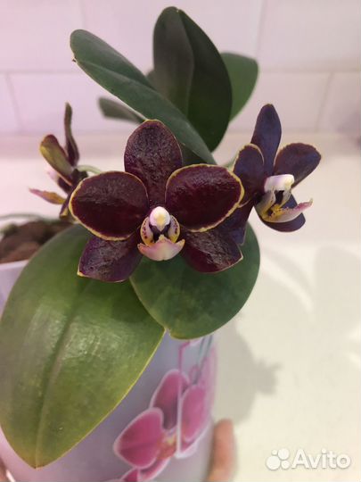 Фаленопсис Эсми