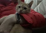 Котенок кошка рыжая
