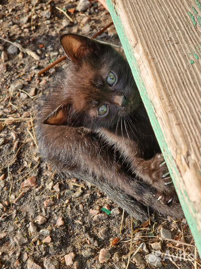 Котята в добрые руки бесплатно