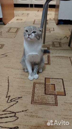 Кот пропадает