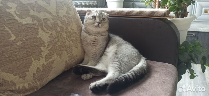 Шотландский кот ищет кошечку