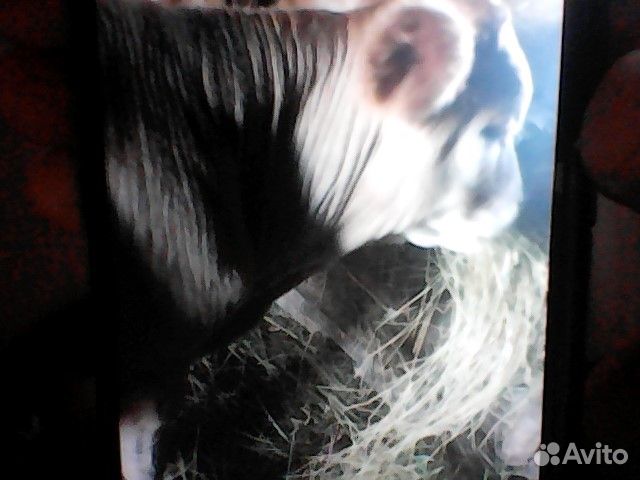 Телята бычки