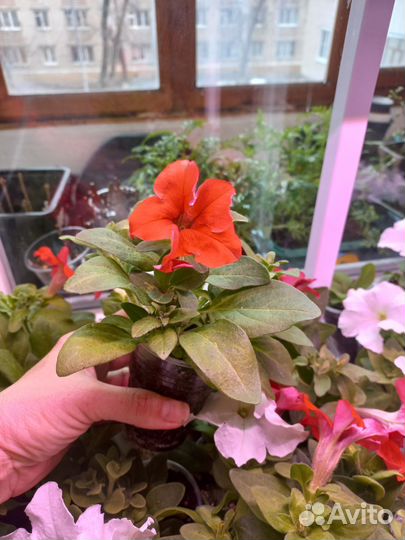 Лаванда белая, Петуния крупноцветковая, Бархатцы