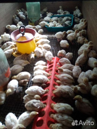 Индоутки,иперепёлки