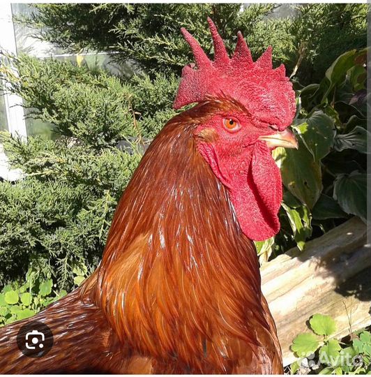 Молодые петухи