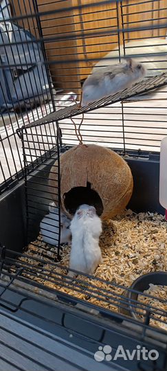 Грызуны с клеткой