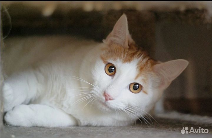 Котик в добрые руки