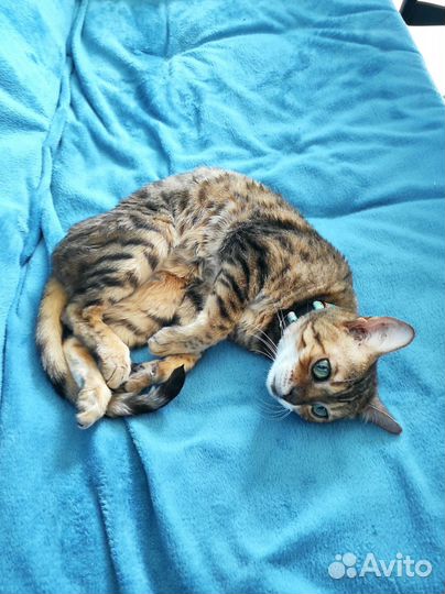 Бенгальская кошка в добрые руки