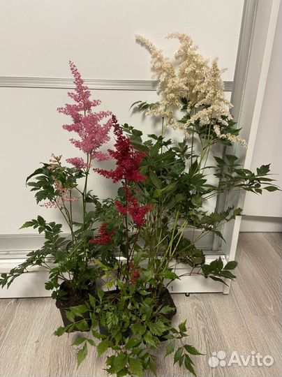 Астильбы в ассортименте