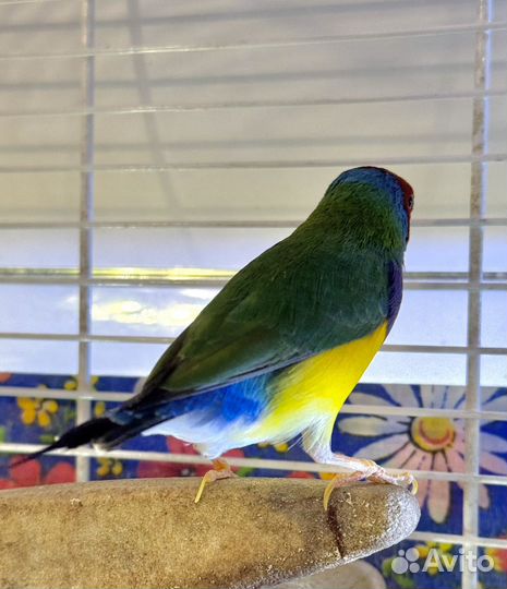 Гульдова амадина