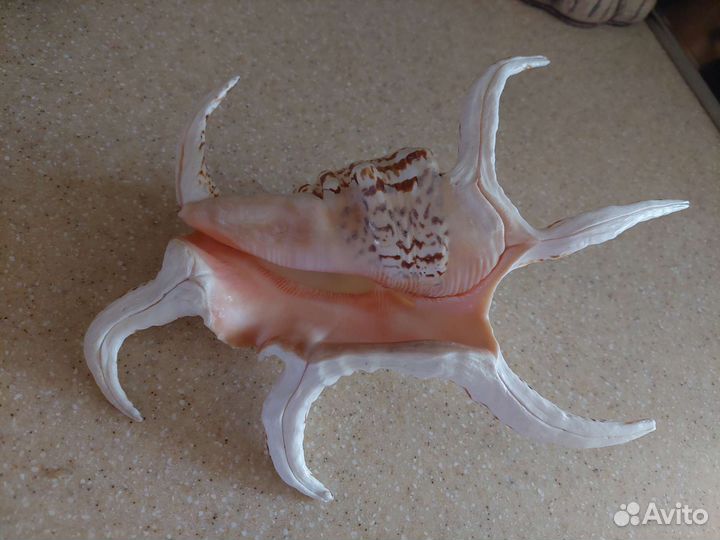 Морские ракушки