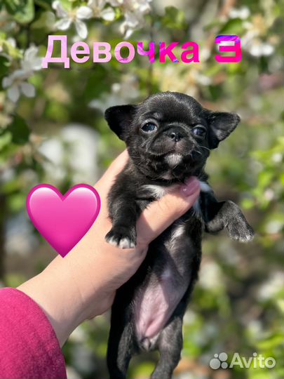 Шикарные дети чихуахуа
