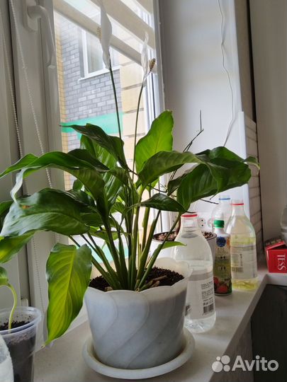 Спатифиллум