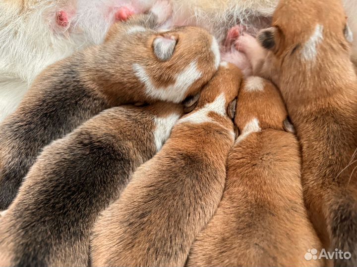 Вельш корги пемброк