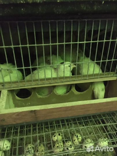 Перепела на племя техасы