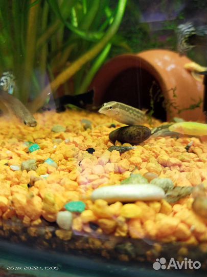 Мастацембел аквариумная рыбка