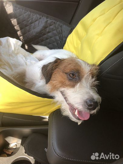 Передержка собак